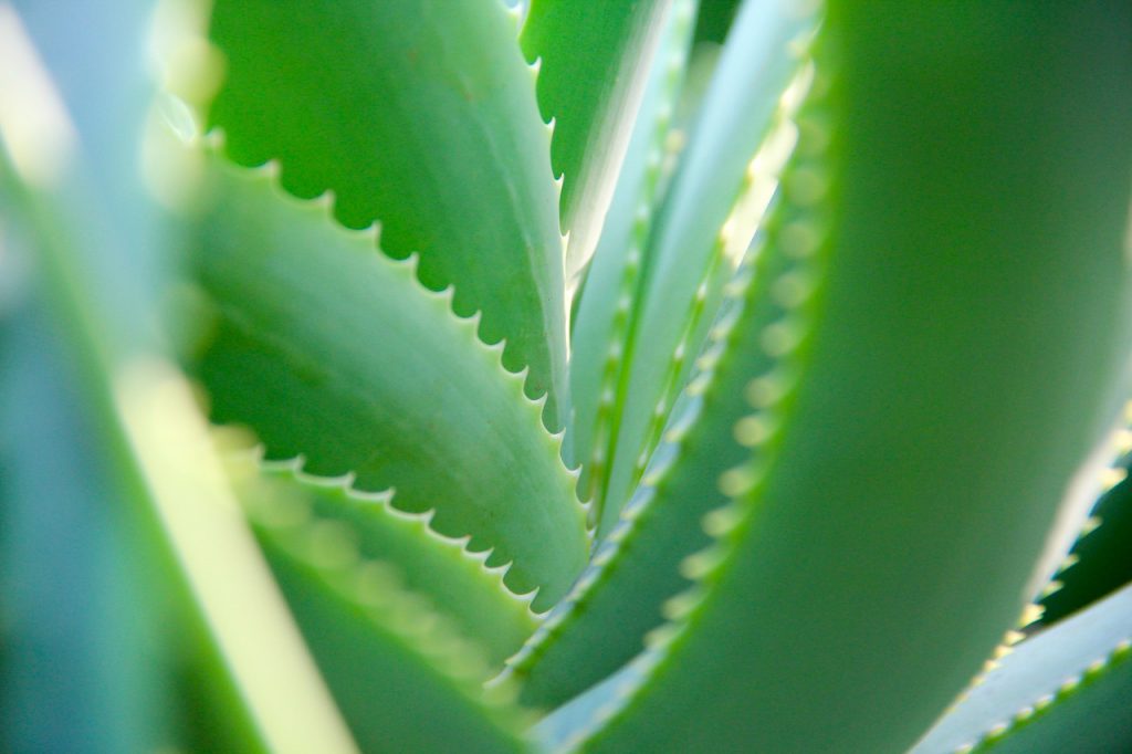 Aloe vera növény