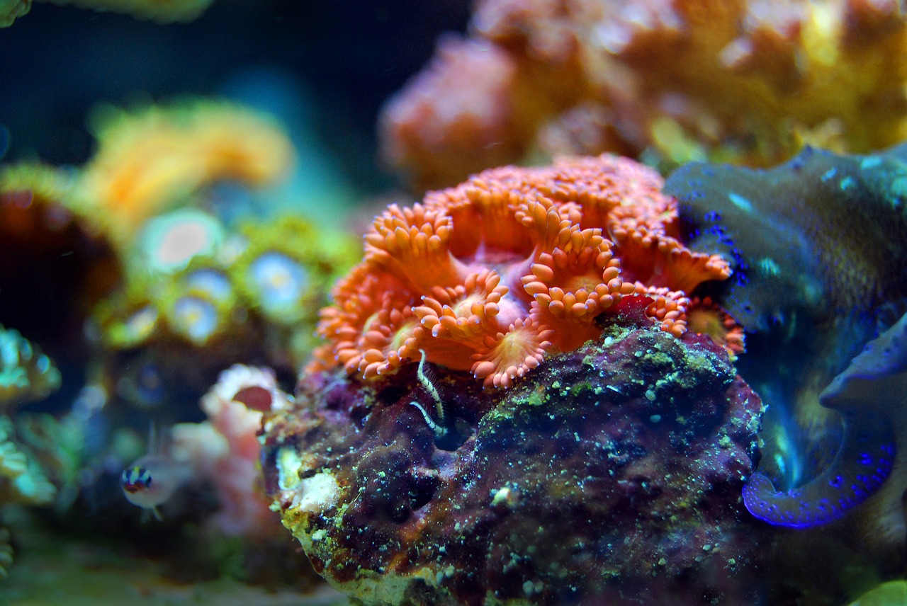 2019 színe az élő korall